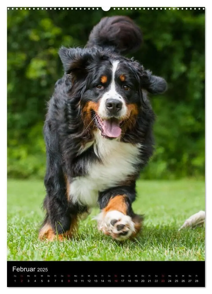 Bild: 9783457055731 | Faszination Berner Sennenhund (Wandkalender 2025 DIN A2 hoch),...
