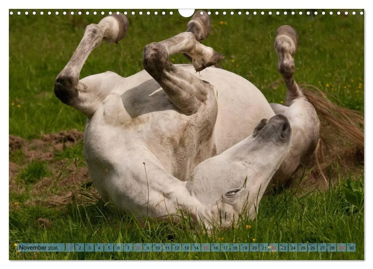 Bild: 9783457985731 | Lustiger Schimmel - ein Pferd mit Humor (Wandkalender 2026 DIN A3...