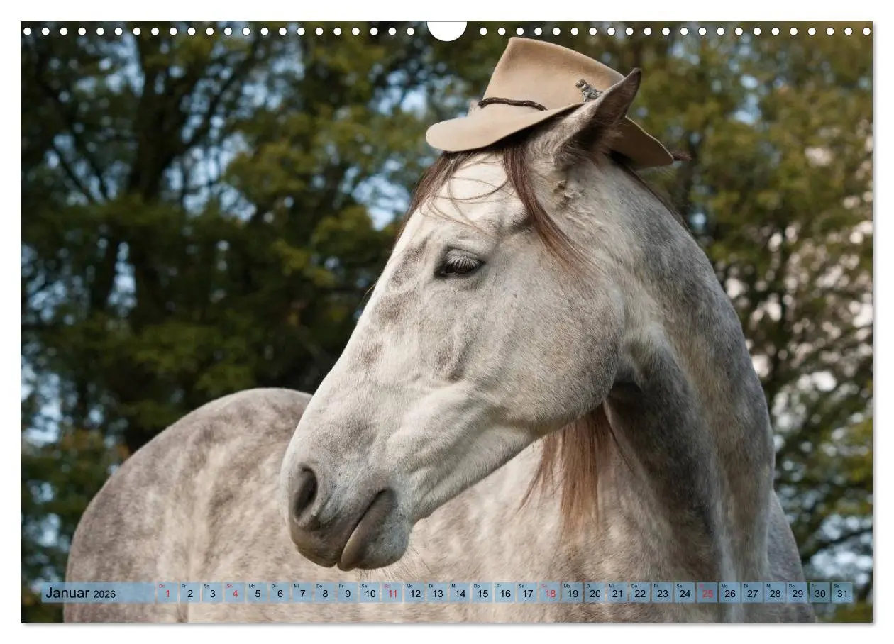Bild: 9783457985731 | Lustiger Schimmel - ein Pferd mit Humor (Wandkalender 2026 DIN A3...