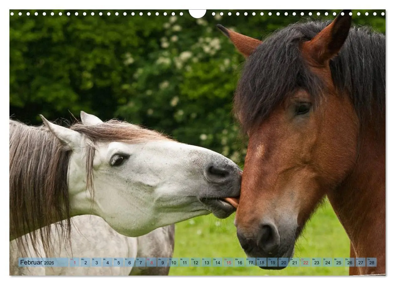 Bild: 9783457985731 | Lustiger Schimmel - ein Pferd mit Humor (Wandkalender 2026 DIN A3...