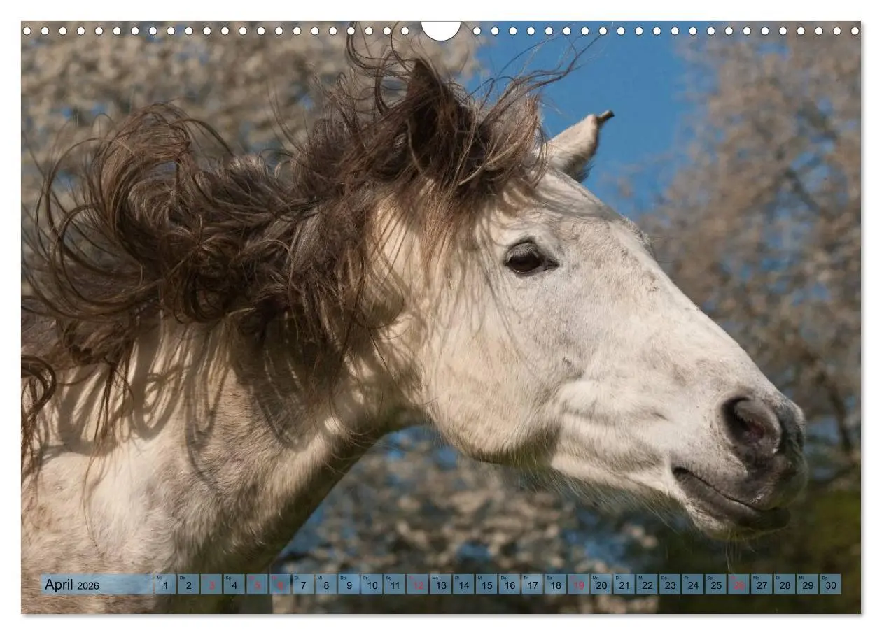 Bild: 9783457985731 | Lustiger Schimmel - ein Pferd mit Humor (Wandkalender 2026 DIN A3...
