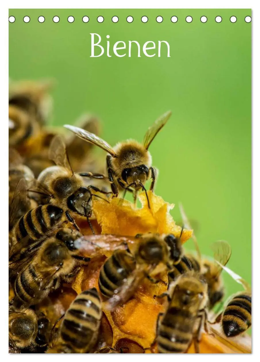 Cover: 9783516455731 | Bienen (Tischkalender 2026 DIN A5 hoch), CALVENDO Monatskalender