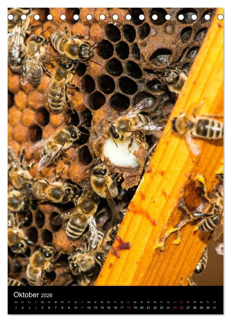Bild: 9783516455731 | Bienen (Tischkalender 2026 DIN A5 hoch), CALVENDO Monatskalender