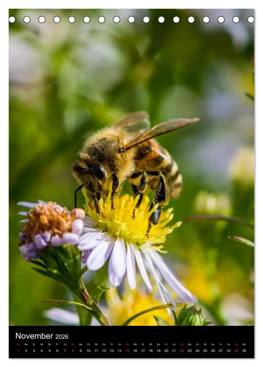 Bild: 9783516455731 | Bienen (Tischkalender 2026 DIN A5 hoch), CALVENDO Monatskalender