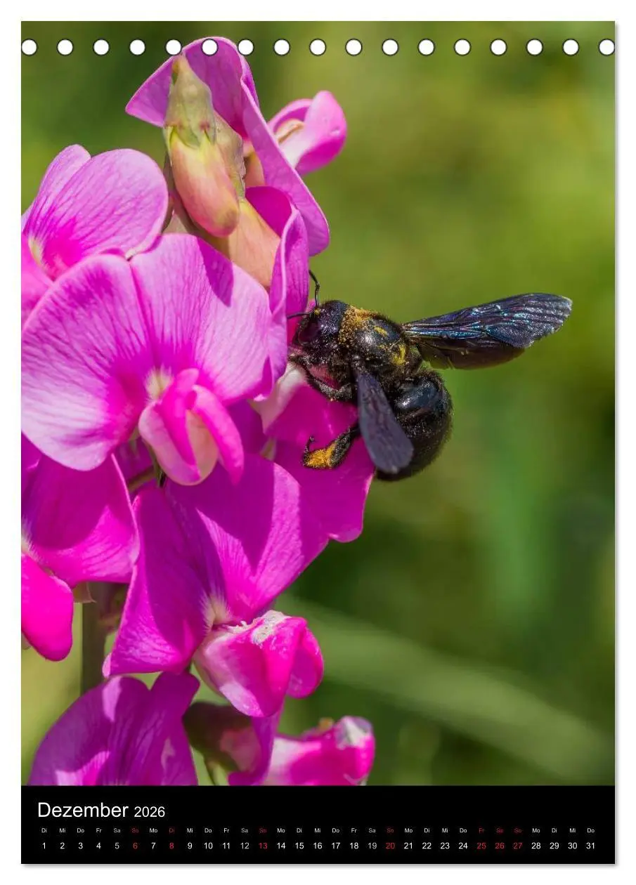 Bild: 9783516455731 | Bienen (Tischkalender 2026 DIN A5 hoch), CALVENDO Monatskalender