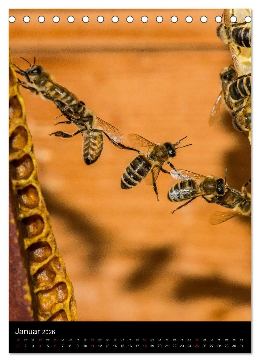 Bild: 9783516455731 | Bienen (Tischkalender 2026 DIN A5 hoch), CALVENDO Monatskalender