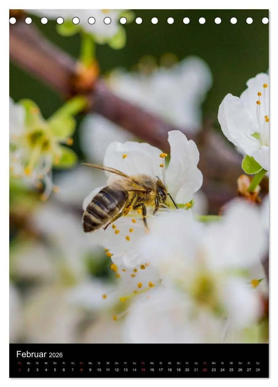 Bild: 9783516455731 | Bienen (Tischkalender 2026 DIN A5 hoch), CALVENDO Monatskalender