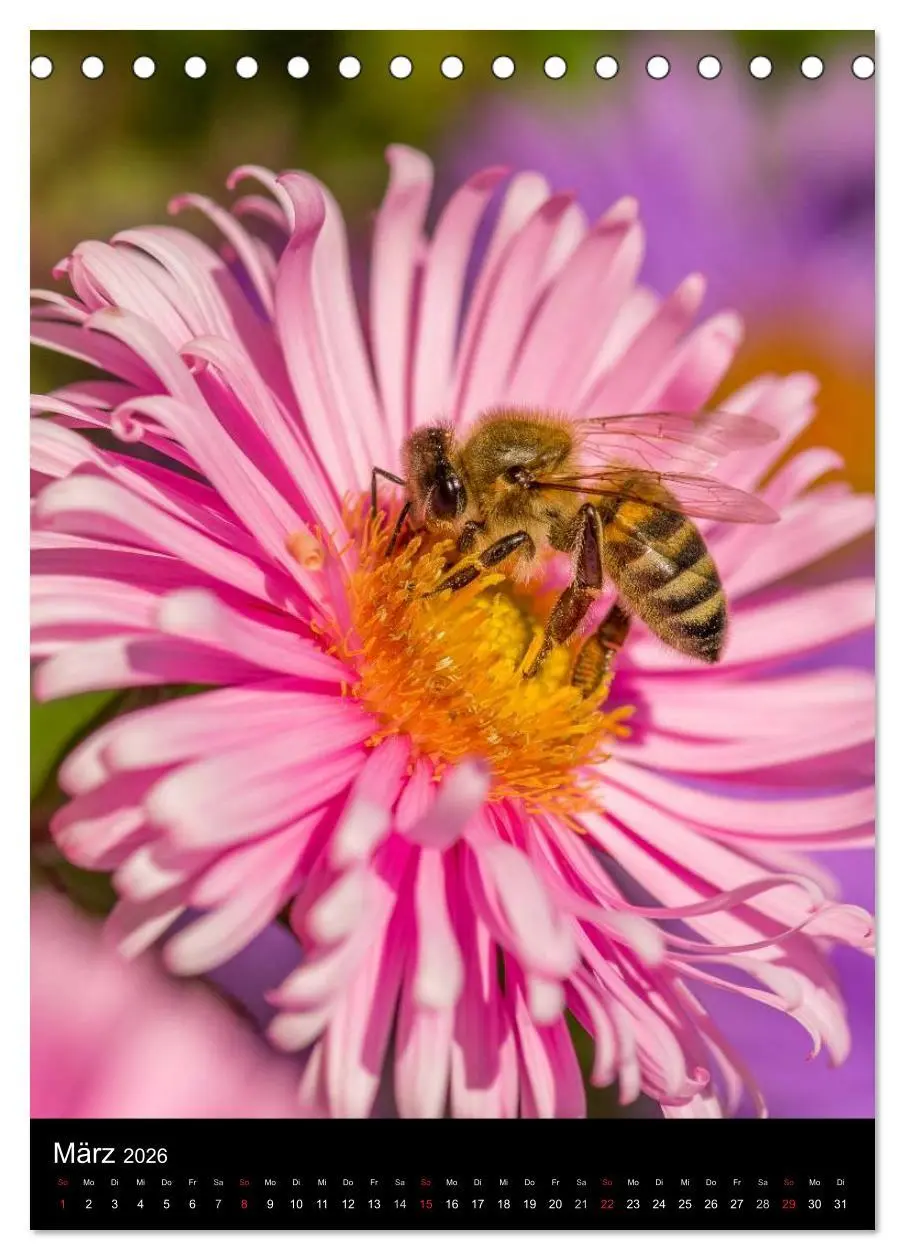 Bild: 9783516455731 | Bienen (Tischkalender 2026 DIN A5 hoch), CALVENDO Monatskalender