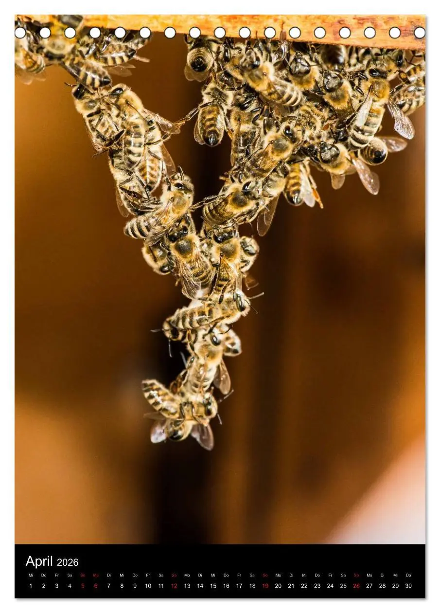 Bild: 9783516455731 | Bienen (Tischkalender 2026 DIN A5 hoch), CALVENDO Monatskalender