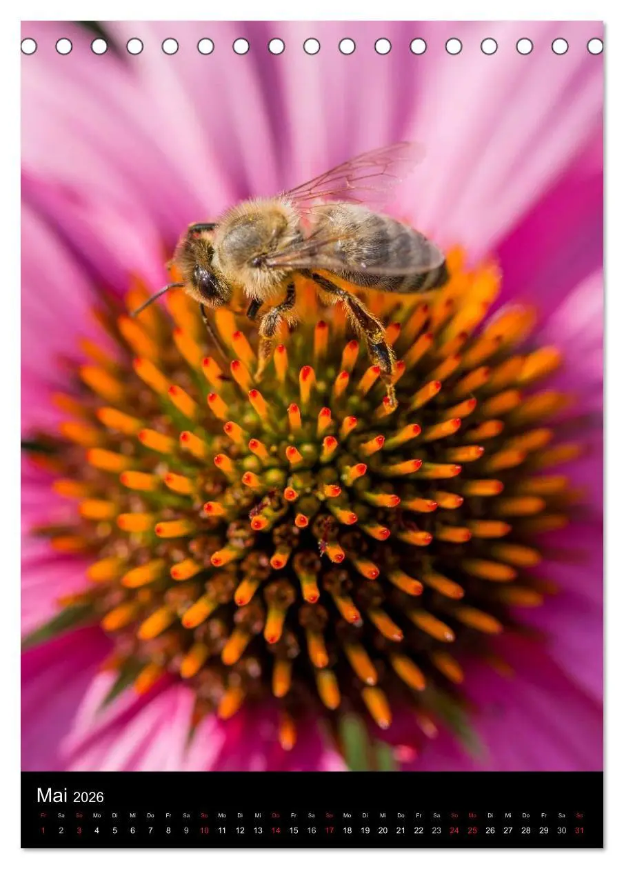 Bild: 9783516455731 | Bienen (Tischkalender 2026 DIN A5 hoch), CALVENDO Monatskalender
