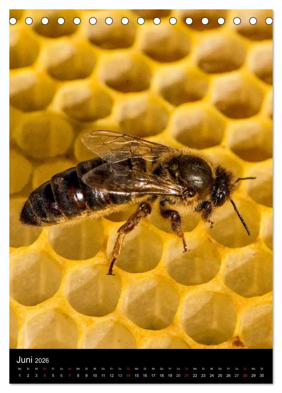 Bild: 9783516455731 | Bienen (Tischkalender 2026 DIN A5 hoch), CALVENDO Monatskalender