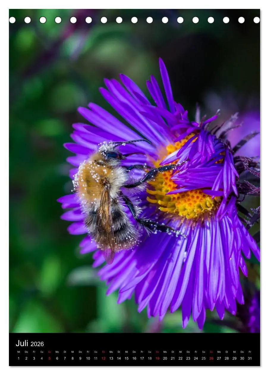 Bild: 9783516455731 | Bienen (Tischkalender 2026 DIN A5 hoch), CALVENDO Monatskalender
