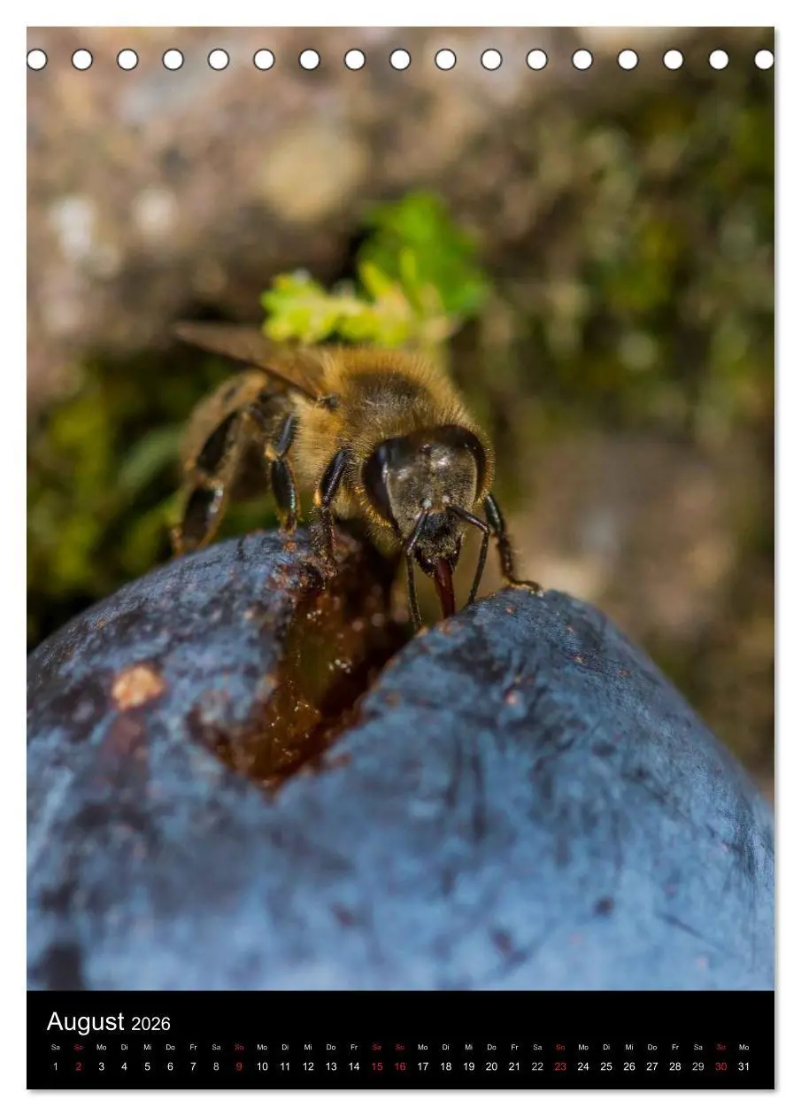 Bild: 9783516455731 | Bienen (Tischkalender 2026 DIN A5 hoch), CALVENDO Monatskalender