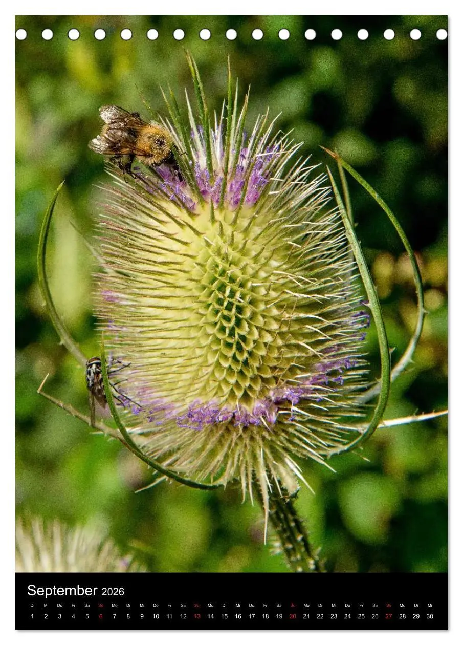 Bild: 9783516455731 | Bienen (Tischkalender 2026 DIN A5 hoch), CALVENDO Monatskalender