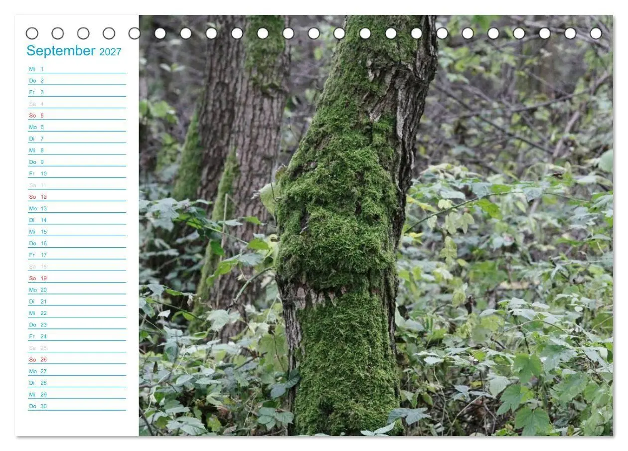 Bild: 9783569925731 | Wunderschöner Spreewald (Tischkalender 2027 DIN A5 quer), CALVENDO...