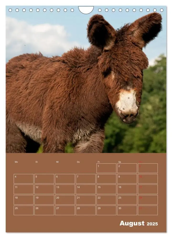 Bild: 9783435955831 | Entzückende Esel - Charmant und liebenswert (Wandkalender 2025 DIN...