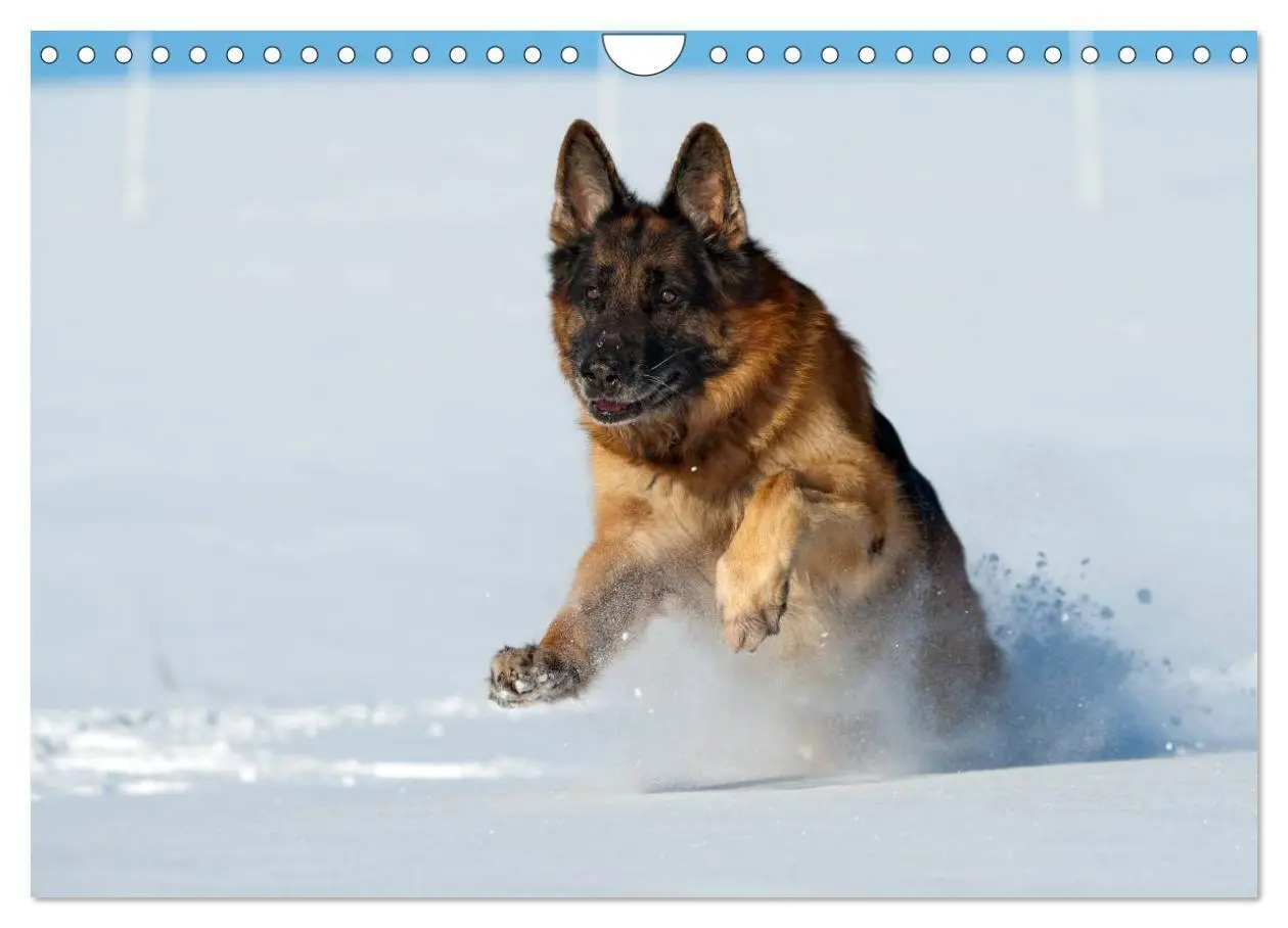 Bild: 9783435495931 | Schäferhunde Seelenhunde (Wandkalender 2025 DIN A4 quer), CALVENDO...