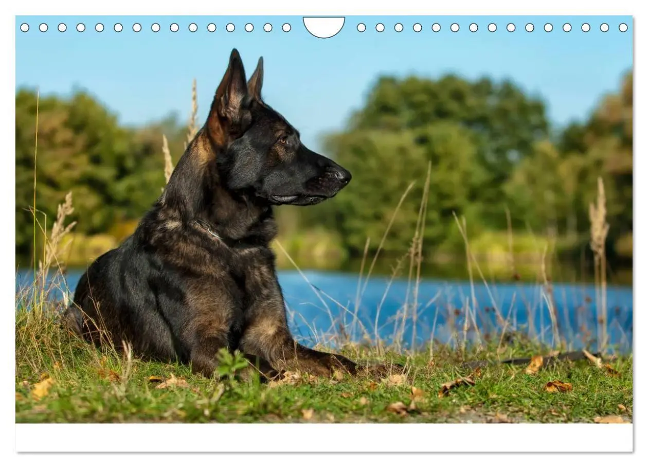 Bild: 9783435495931 | Schäferhunde Seelenhunde (Wandkalender 2025 DIN A4 quer), CALVENDO...