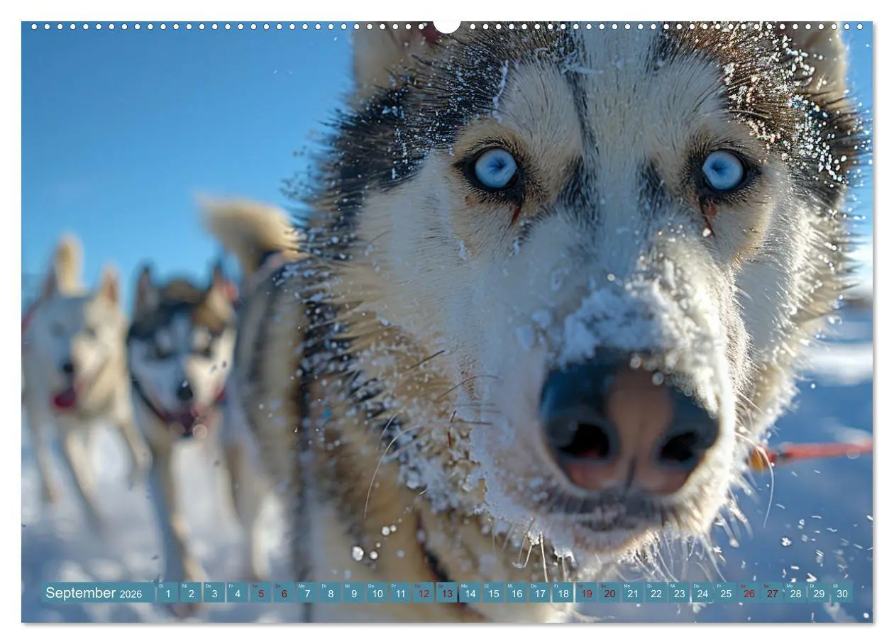 Bild: 9783457415931 | Schlittenhund Träume (hochwertiger Premium Wandkalender 2026 DIN A2...