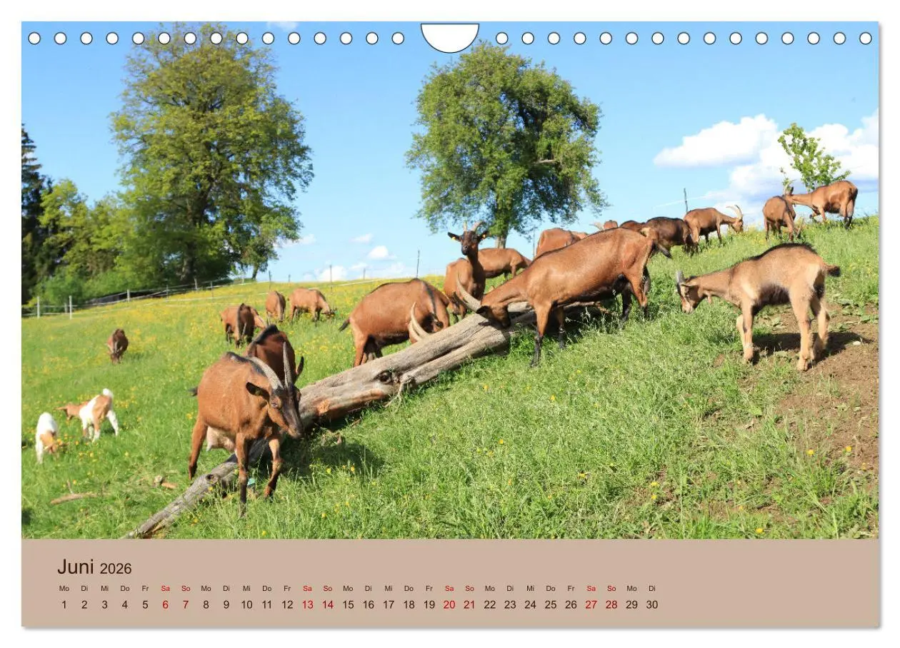 Bild: 9783457585931 | Bauernhoftiere - Von Klein bis Groß, mit Fell und mit Federn....