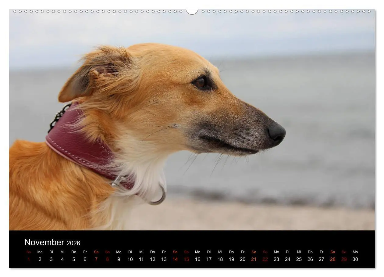 Bild: 9783457895931 | Der Silken Windsprite - ein Seelenhund (Wandkalender 2026 DIN A2...