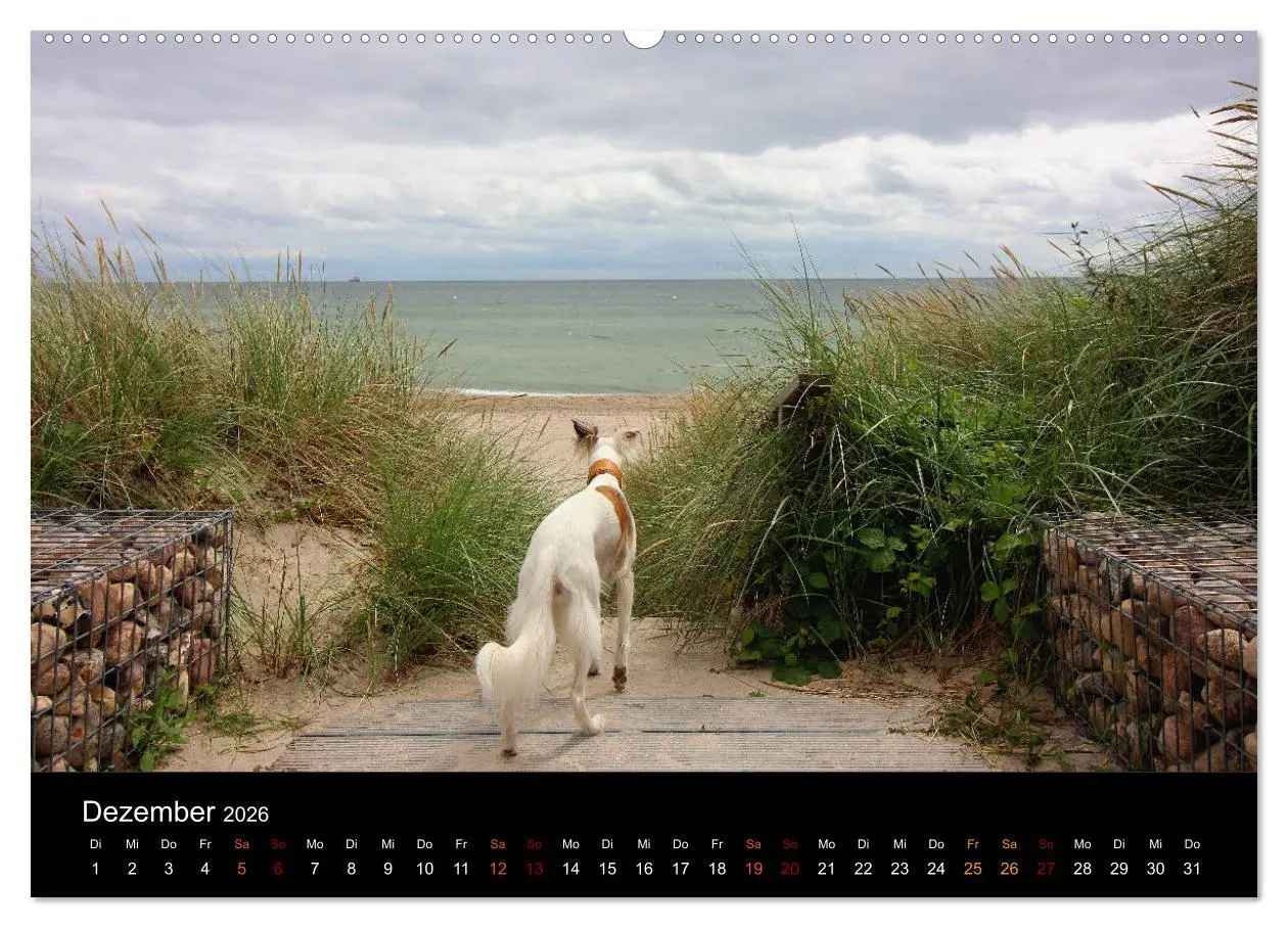 Bild: 9783457895931 | Der Silken Windsprite - ein Seelenhund (Wandkalender 2026 DIN A2...