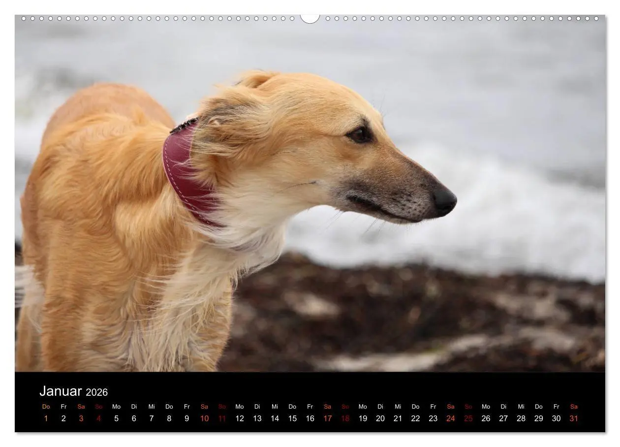 Bild: 9783457895931 | Der Silken Windsprite - ein Seelenhund (Wandkalender 2026 DIN A2...
