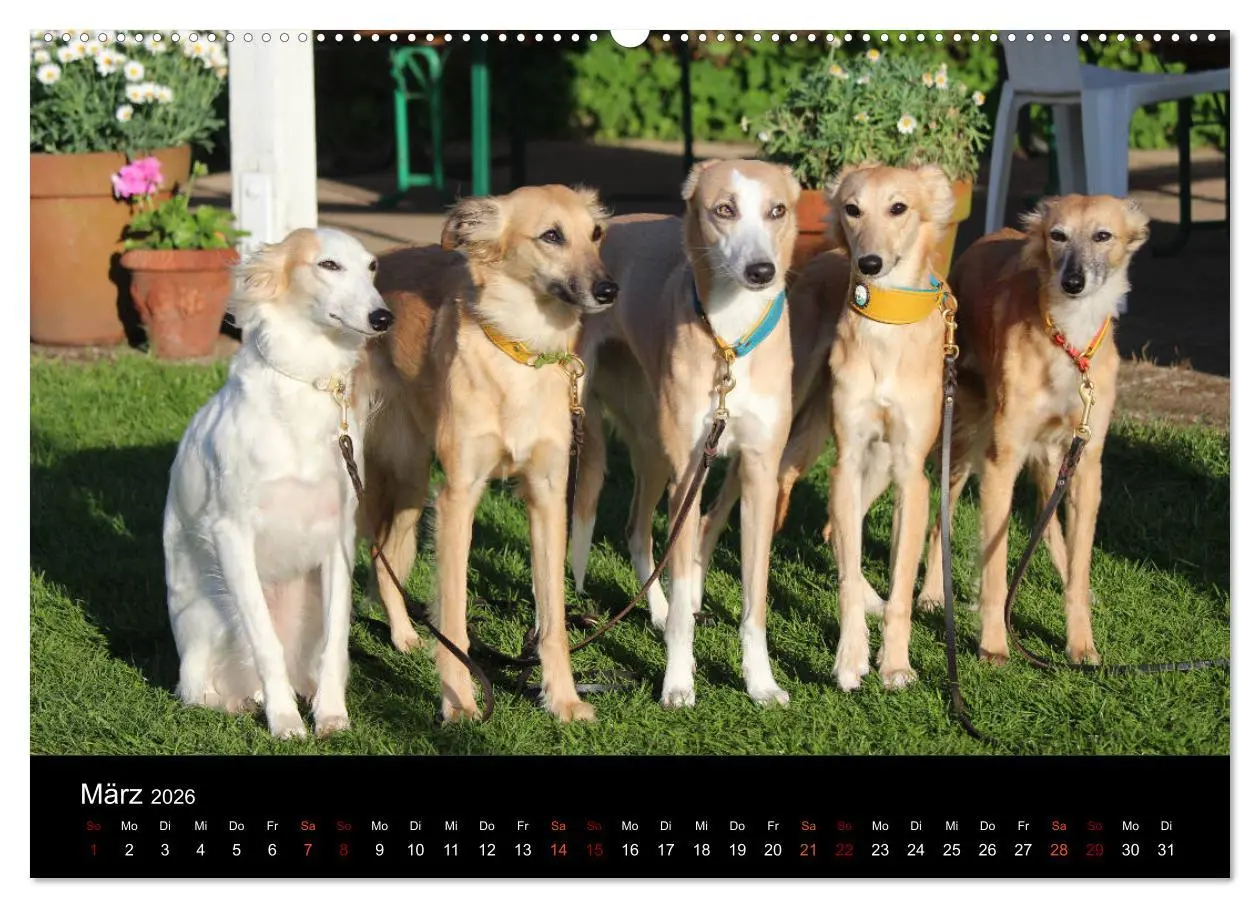 Bild: 9783457895931 | Der Silken Windsprite - ein Seelenhund (Wandkalender 2026 DIN A2...