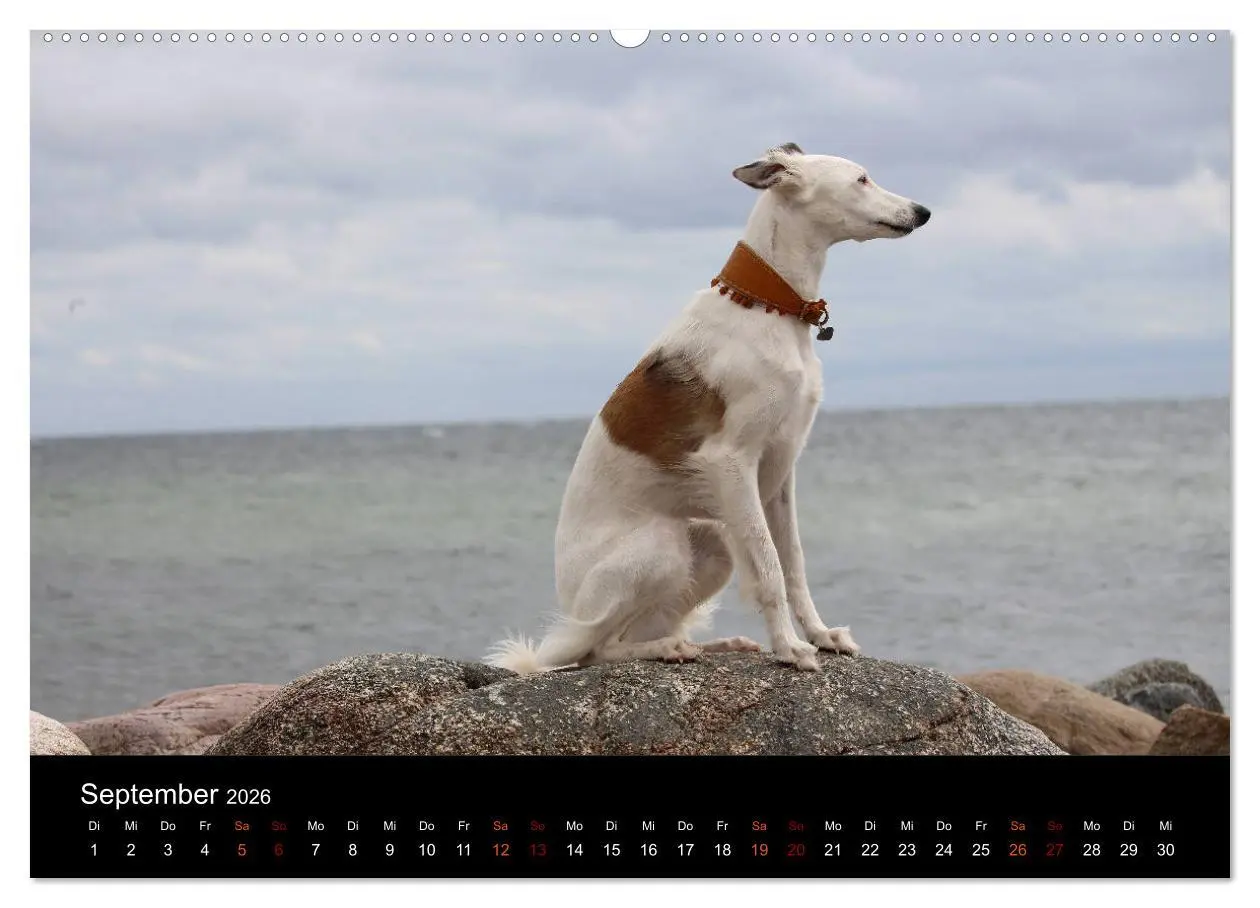 Bild: 9783457895931 | Der Silken Windsprite - ein Seelenhund (Wandkalender 2026 DIN A2...