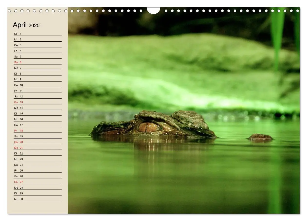 Bild: 9783435526031 | Regenwald. Tiere im Dschungel (Wandkalender 2025 DIN A3 quer),...