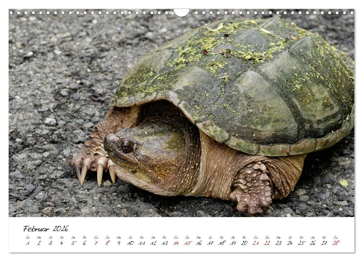 Bild: 9783457926031 | USA Ostküste Ein Road Trip (Wandkalender 2026 DIN A3 quer),...