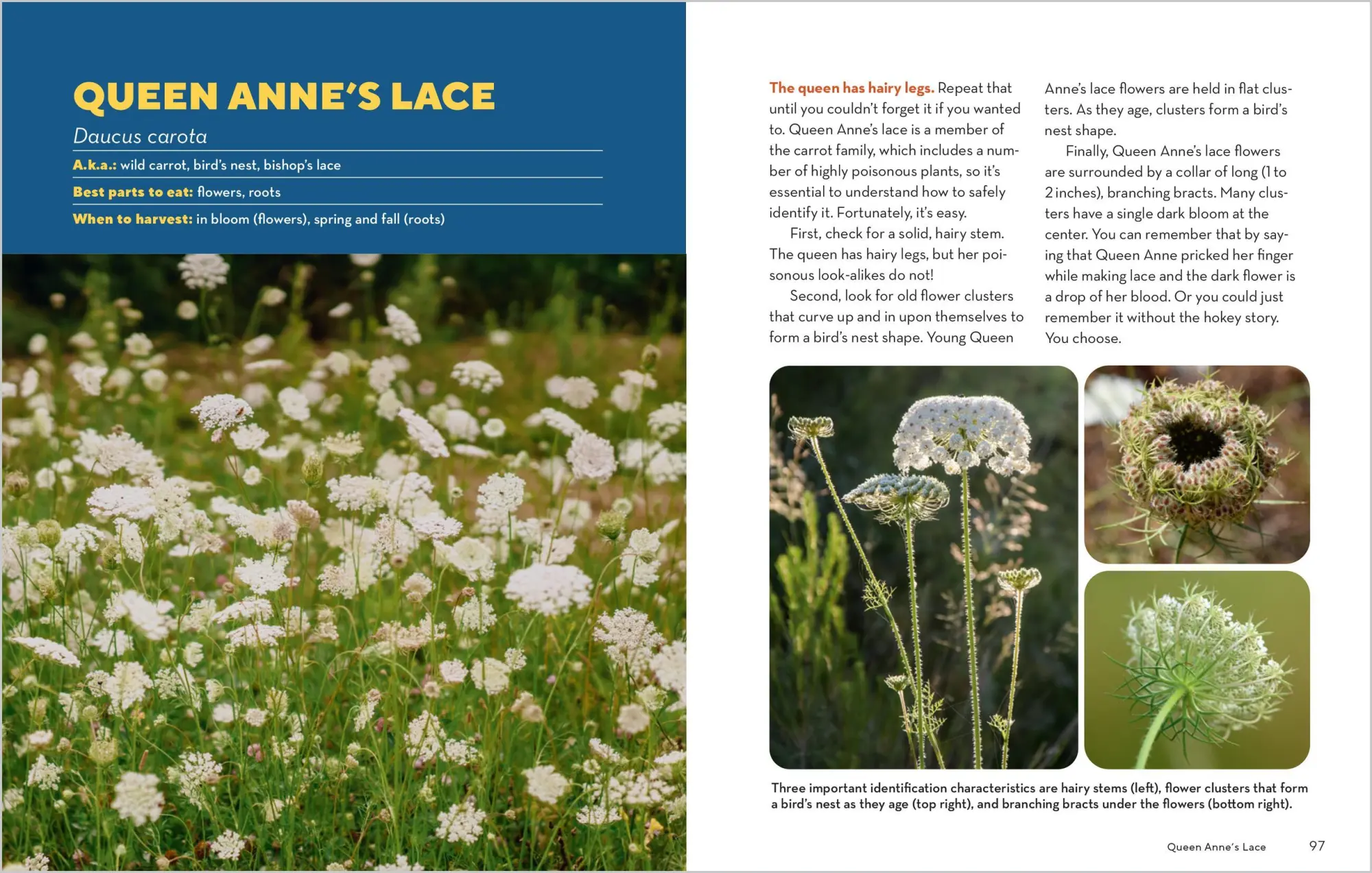 Bild: 9781635866131 | How to Forage for Wild Foods Without Dying | Ellen Zachos | Buch