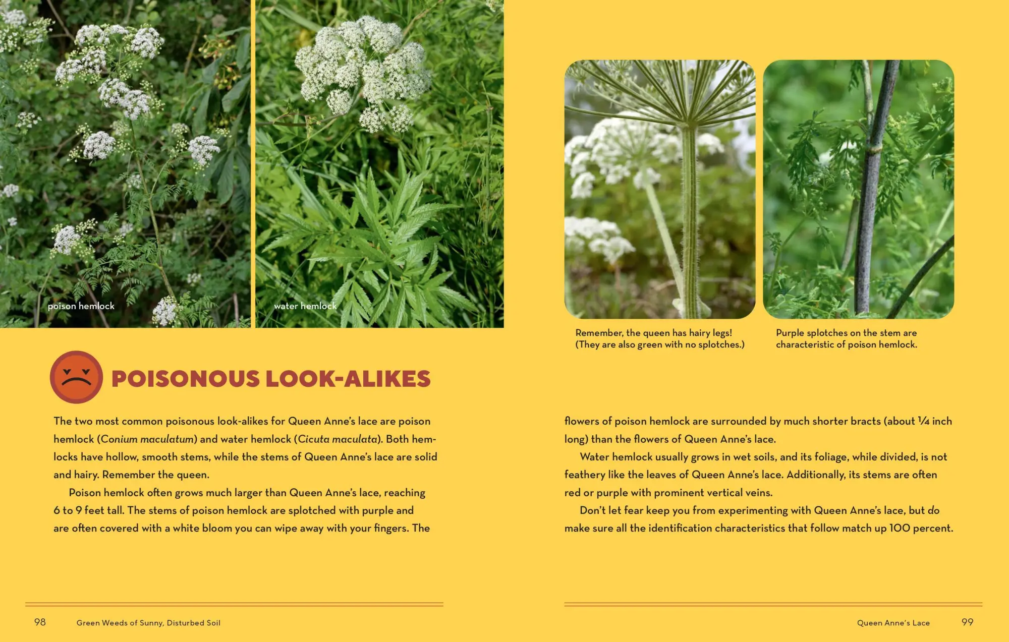 Bild: 9781635866131 | How to Forage for Wild Foods Without Dying | Ellen Zachos | Buch