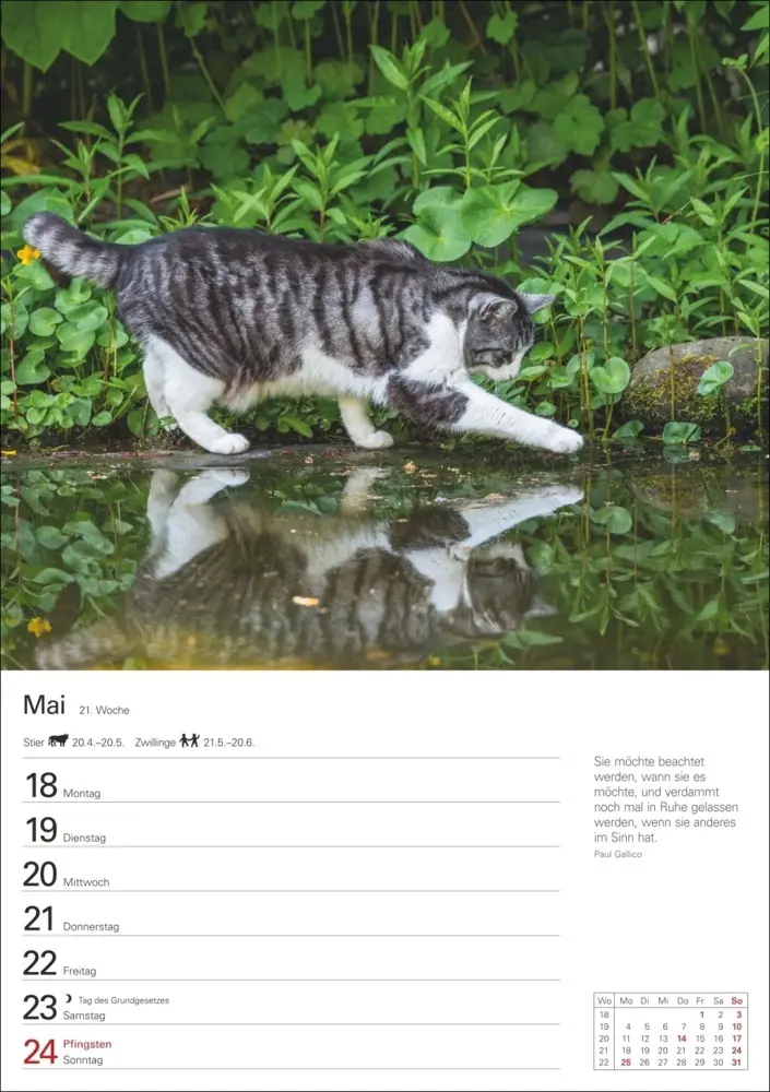 Bild: 9783840036231 | Katzen Wochenplaner 2026 - 53 faszinierende Fotografien | Huhnold