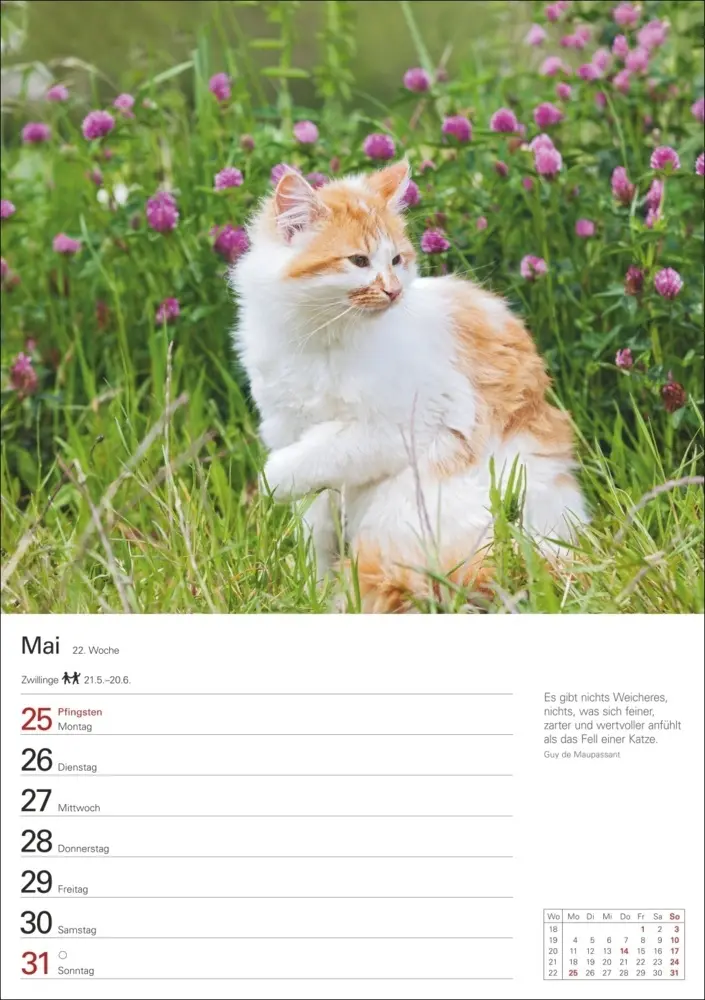 Bild: 9783840036231 | Katzen Wochenplaner 2026 - 53 faszinierende Fotografien | Huhnold
