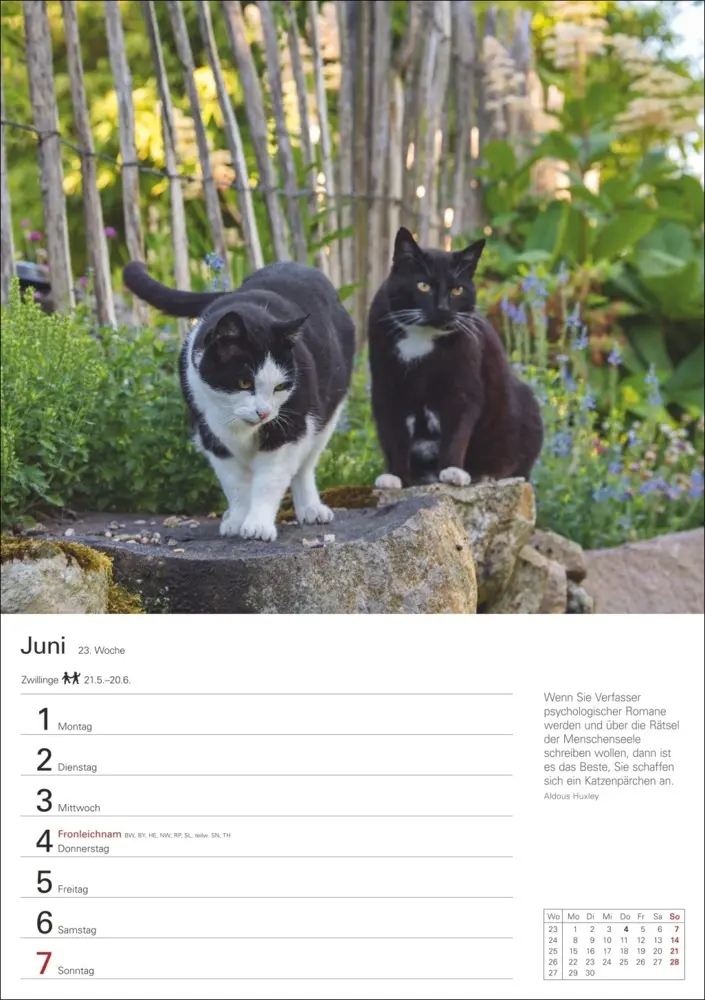Bild: 9783840036231 | Katzen Wochenplaner 2026 - 53 faszinierende Fotografien | Huhnold