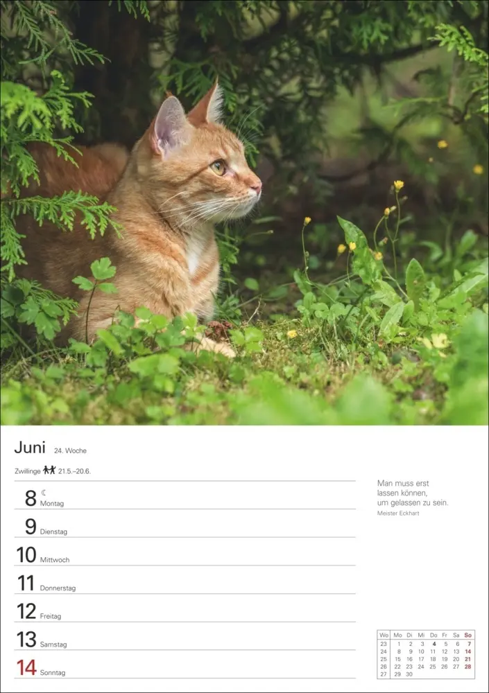 Bild: 9783840036231 | Katzen Wochenplaner 2026 - 53 faszinierende Fotografien | Huhnold