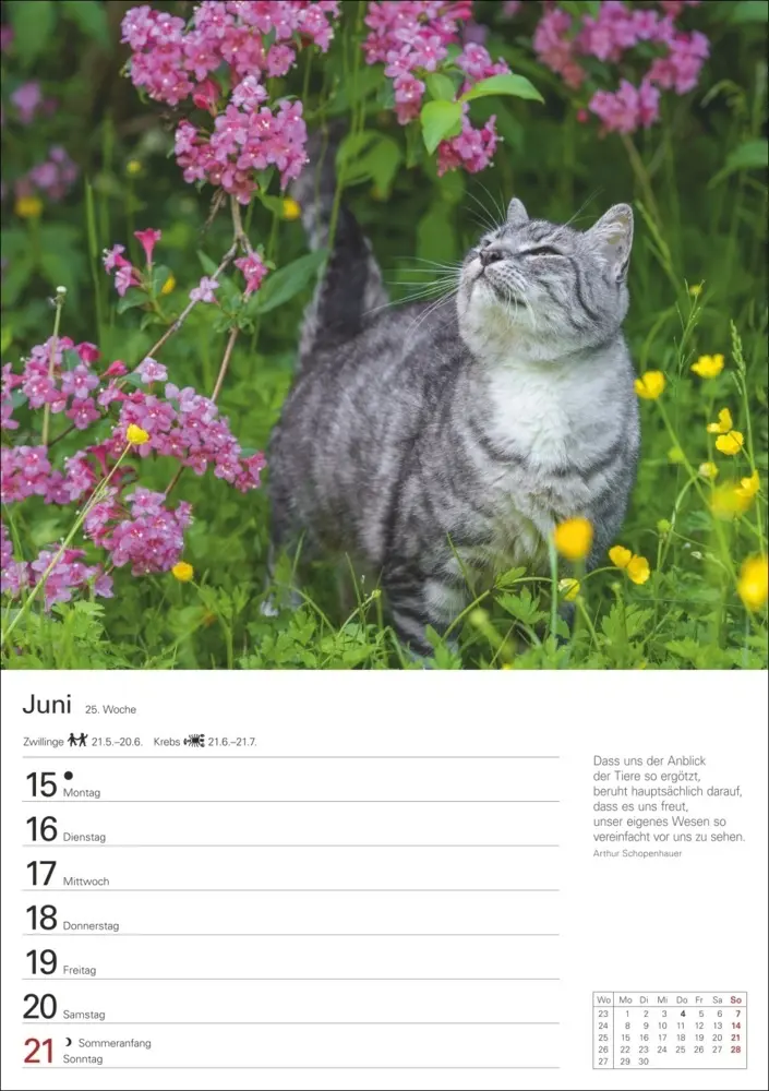 Bild: 9783840036231 | Katzen Wochenplaner 2026 - 53 faszinierende Fotografien | Huhnold