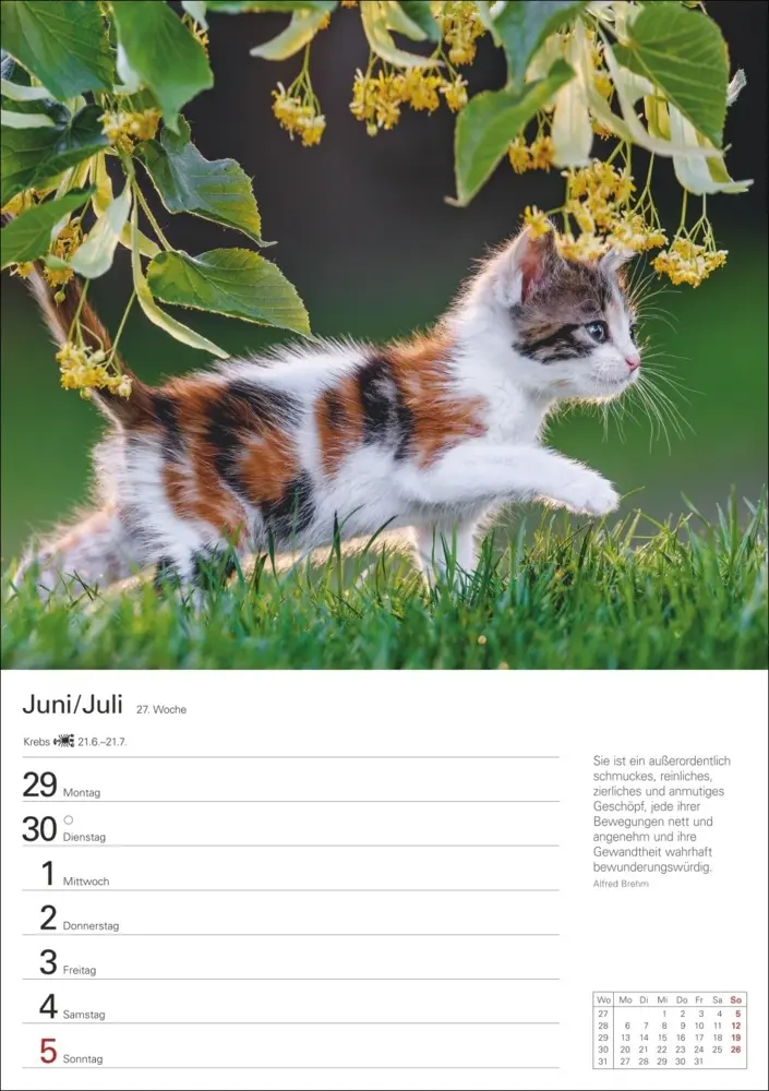 Bild: 9783840036231 | Katzen Wochenplaner 2026 - 53 faszinierende Fotografien | Huhnold