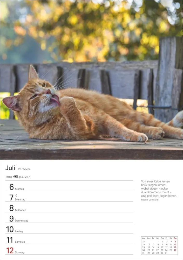 Bild: 9783840036231 | Katzen Wochenplaner 2026 - 53 faszinierende Fotografien | Huhnold