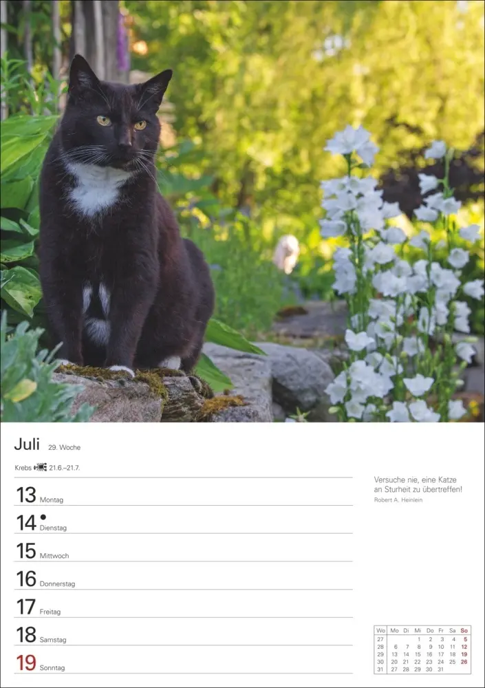 Bild: 9783840036231 | Katzen Wochenplaner 2026 - 53 faszinierende Fotografien | Huhnold