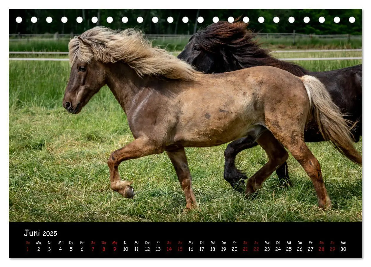 Bild: 9783435046331 | Charakterstarke Islandpferde (Tischkalender 2025 DIN A5 quer),...