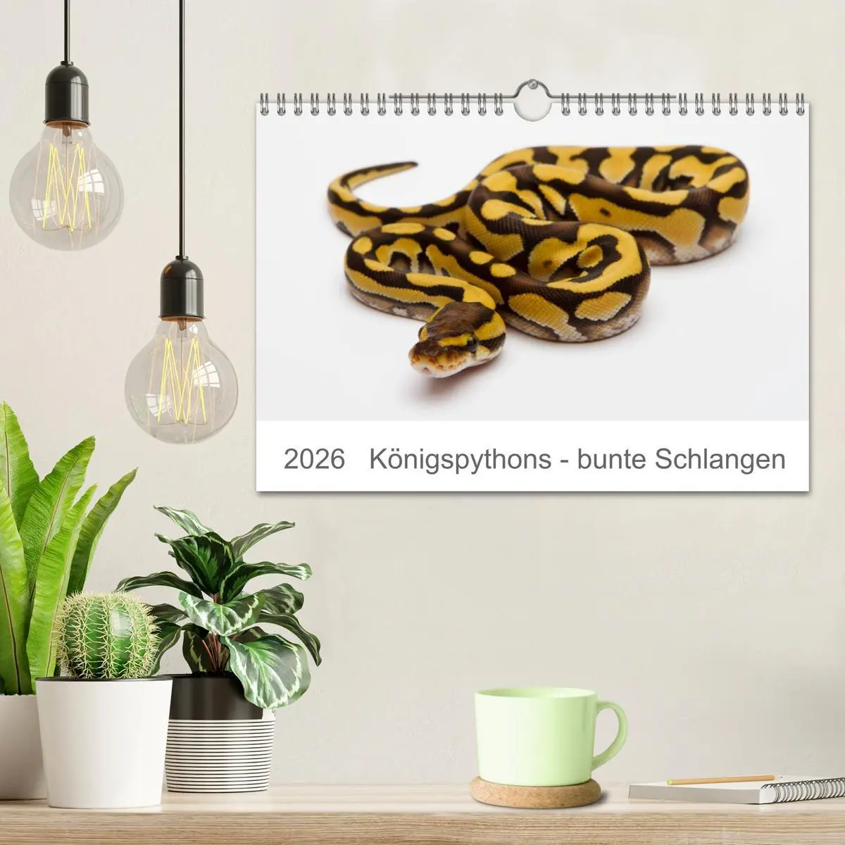 Bild: 9783457686331 | Königspythons - bunte Schlangen (Wandkalender 2026 DIN A4 quer),...