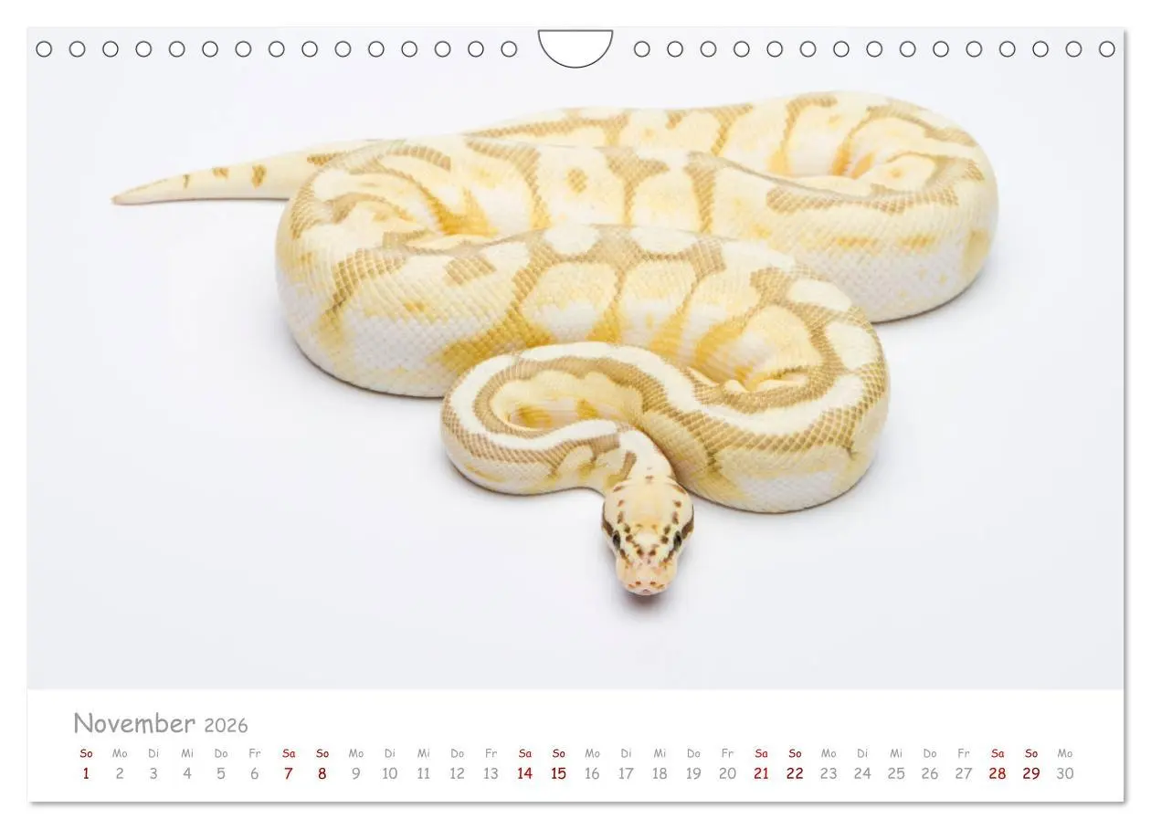 Bild: 9783457686331 | Königspythons - bunte Schlangen (Wandkalender 2026 DIN A4 quer),...