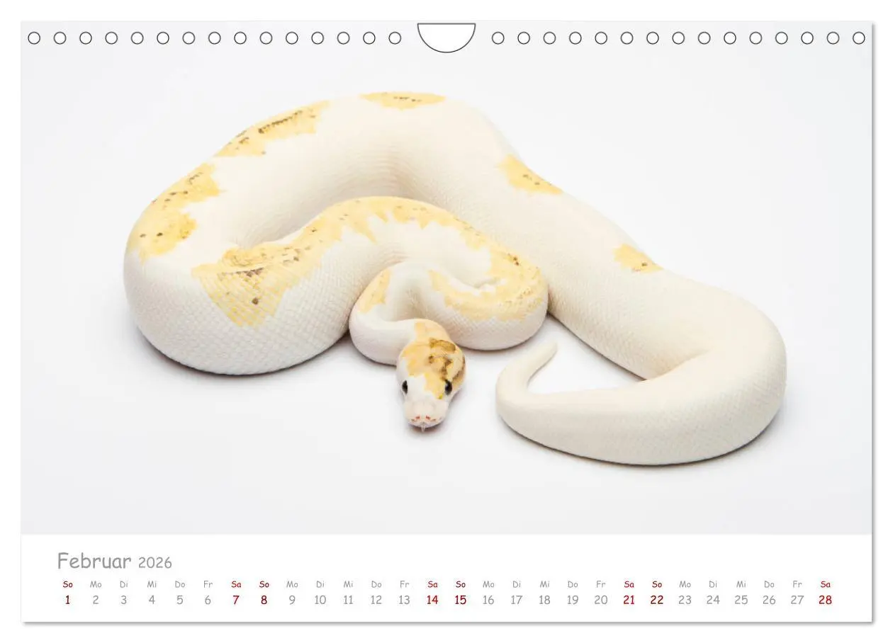 Bild: 9783457686331 | Königspythons - bunte Schlangen (Wandkalender 2026 DIN A4 quer),...