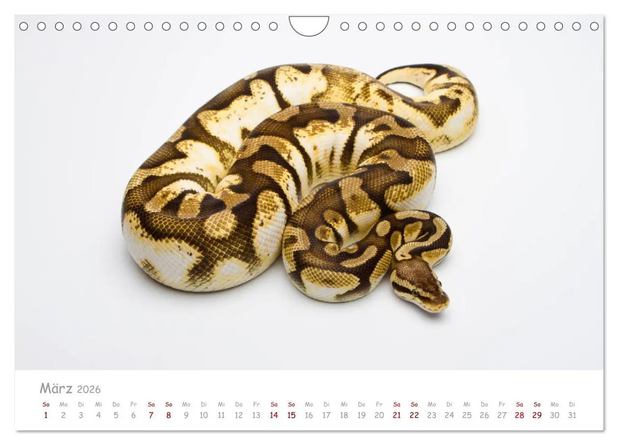 Bild: 9783457686331 | Königspythons - bunte Schlangen (Wandkalender 2026 DIN A4 quer),...