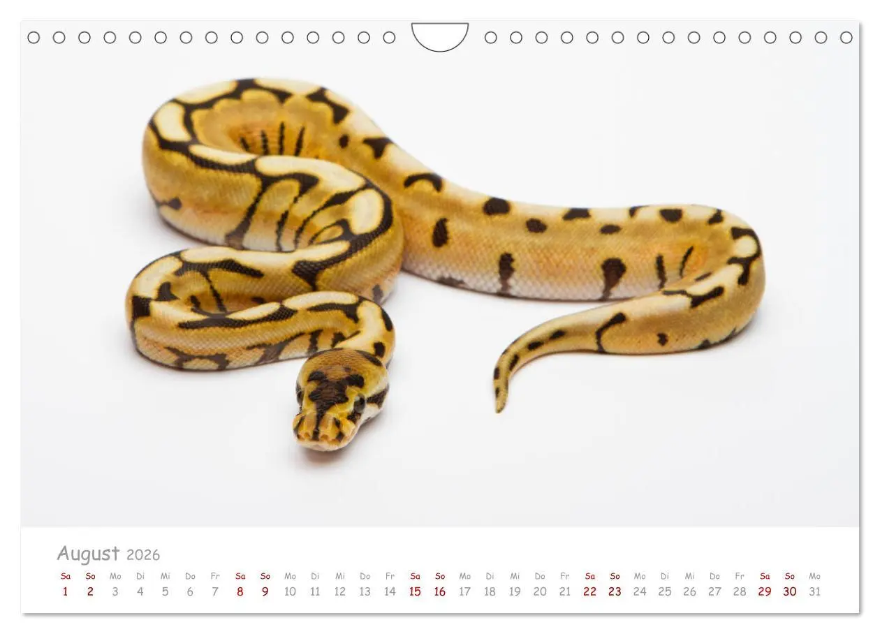 Bild: 9783457686331 | Königspythons - bunte Schlangen (Wandkalender 2026 DIN A4 quer),...