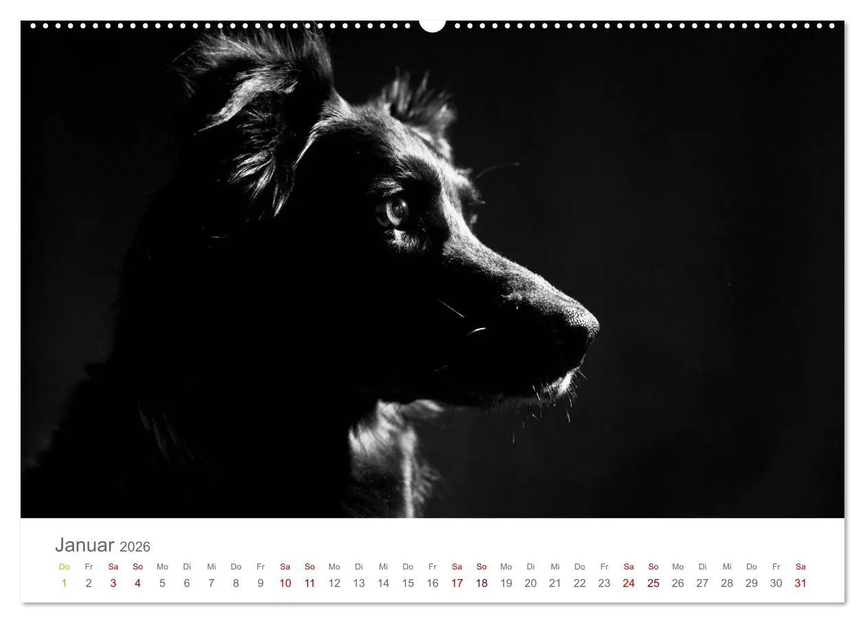 Bild: 9783457896631 | Hundeportraits Fine Art (Wandkalender 2026 DIN A2 quer), CALVENDO...