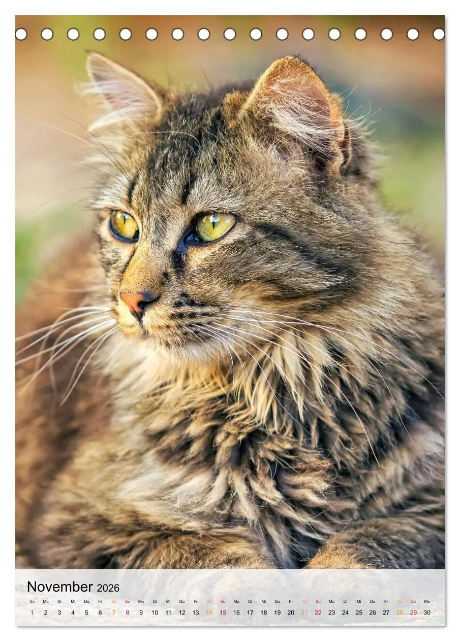Bild: 9783516366631 | Katzen - süß und kuschelig (Tischkalender 2026 DIN A5 hoch),...