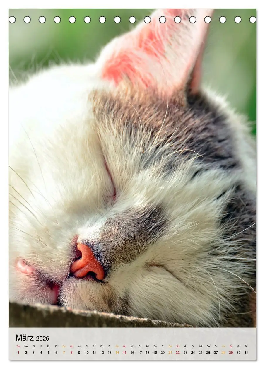 Bild: 9783516366631 | Katzen - süß und kuschelig (Tischkalender 2026 DIN A5 hoch),...